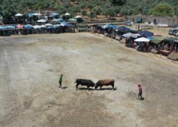 Germencik’te  55 boğa arenaya çıktı