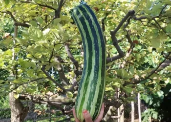 Görenleri şaşkına çevirdi