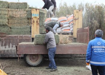 ÖZLEM ÇERÇİOĞLU’NDAN ZOR DURUMDAKİ ÜRETİCİYE YEM VE YONCA DESTEĞİ