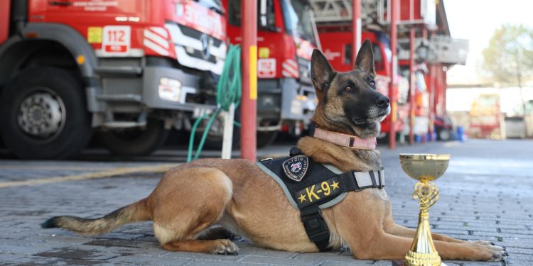 ‘ZEYNA’DAN BÜYÜK BAŞARI