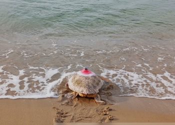 Caretta Kuşadası’ndan denize salındı  Mısır’dan çıktı