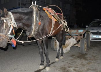 Germencik’te at arabasını alkollü kullanan sürücüye ceza