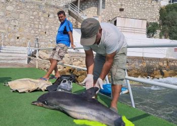 Kuşadası’nda vatandaşlar tarafından ölü olarak karaya vurmuş bir yunus bulundu.