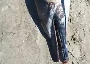 Ölü Yunus Kadıkalesi Mahallesi’nde Sahile vurdu