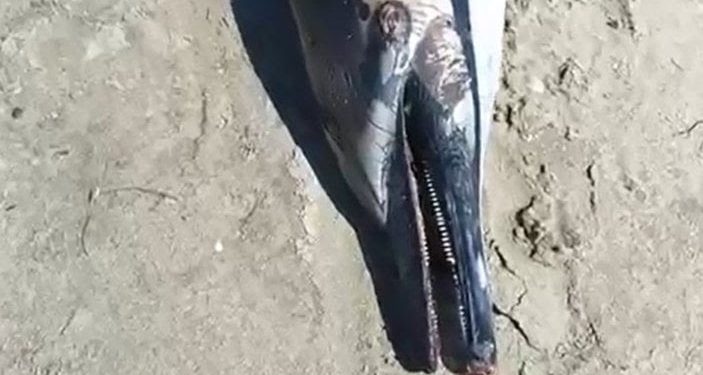 Ölü Yunus Kadıkalesi Mahallesi’nde Sahile vurdu