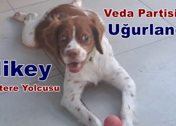 Kör Köpek Mikey, İngiltere Yolcusu