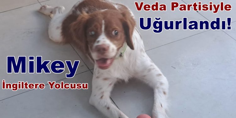 Kör Köpek Mikey, İngiltere Yolcusu