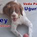 Kör Köpek Mikey, İngiltere Yolcusu