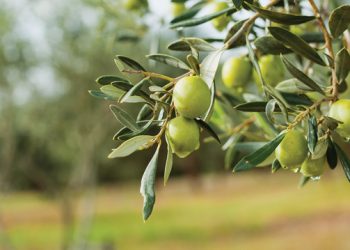 Germencik’te Zeytinyağı Festivali
