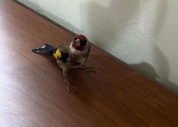 Koruma Altındaki Saka Kuşu İle Yakalandı