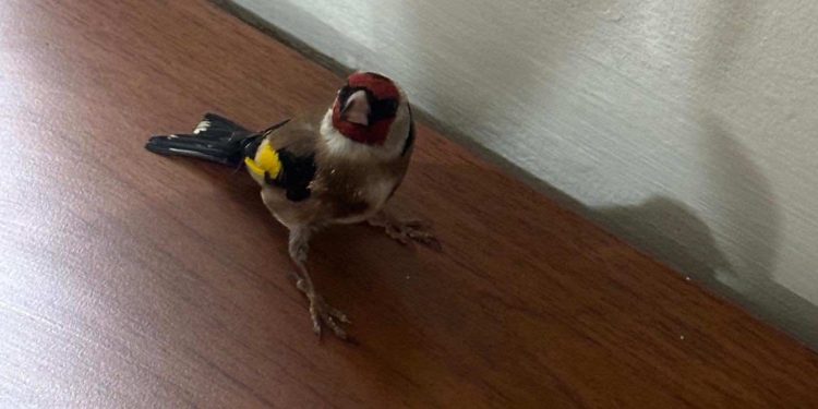 Koruma Altındaki Saka Kuşu İle Yakalandı