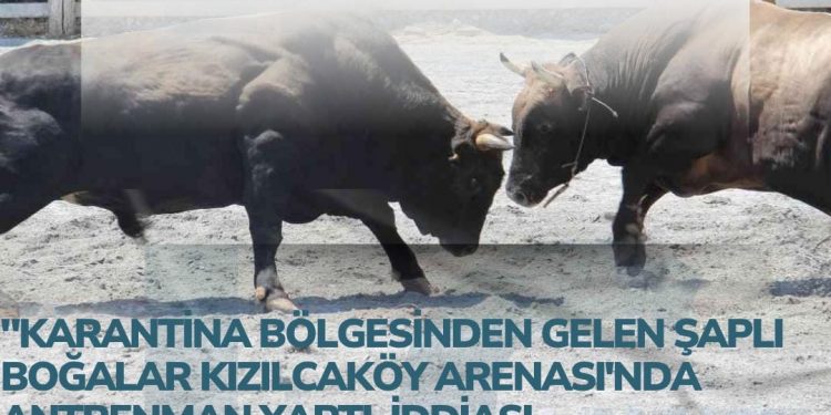 Kızılçaköy Arenasında Şok İddia..! Saha’da Karantina Bölgesinden Getirilen Danalara Antrenmanmı Yaptırıldı İddiası