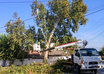 EFELER’DE AĞAÇ BUDAMA ÇALIŞMALARI SÜRÜYOR