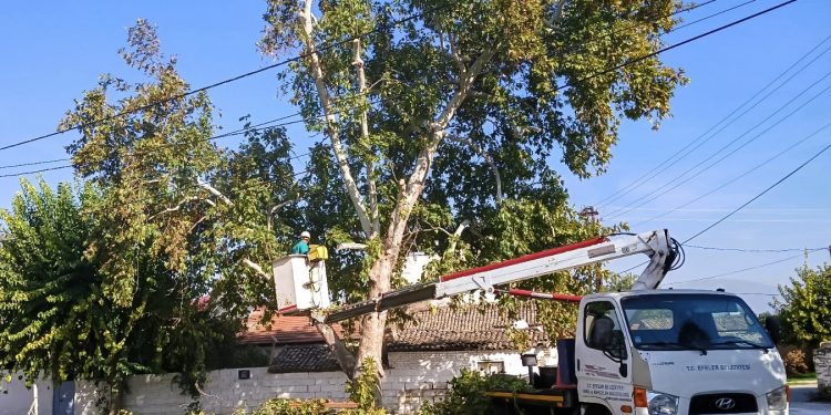 EFELER’DE AĞAÇ BUDAMA ÇALIŞMALARI SÜRÜYOR