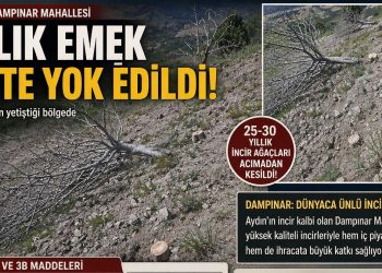 GERMENCİK’TE TARTIŞMALI KESİM…!İNCİRİN MERKEZİNDE 30 YILLIK AĞAÇLAR YOK EDİLDİ