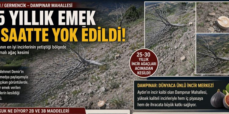 GERMENCİK’TE TARTIŞMALI KESİM…!İNCİRİN MERKEZİNDE 30 YILLIK AĞAÇLAR YOK EDİLDİ